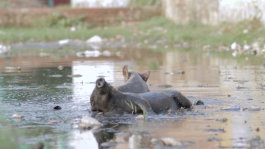 LestarFilm     -      films by Gabriel Lester